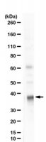 Anti-phospho-eIF-2 (Ser51)