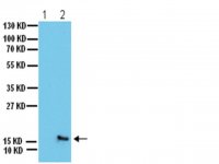 Anti-phospho-H2A.X (Ser139) Antibody 