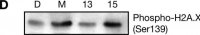 Anti-phospho-Histone H2A.X (Ser139) Antibody, clone JBW301 