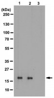 Anti-phospho-Histone H3 (Thr3) Antibody, clone JY325, rabbit monoclonal 