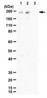 Anti-phospho-LRP-6 (Thr1479) 