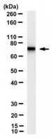 Anti-phospho-NFL (Ser473) Antibody, clone 4F8 