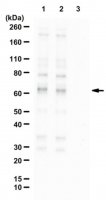 Anti-phospho-SIN1 (Thr398)