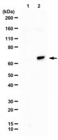 Anti-phospho-SIN1 (Thr86)