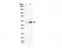 Anti-phospho-Smad1 (Ser463 Antibody, Ser465) 