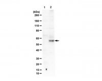 Anti-phospho-Smad2 (Ser465 Antibody, Ser467) 