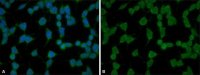 Anti-phospho-YAP1 (pTyr357) antibody produced in rabbit 