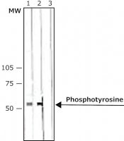 Anti-Phosphotyrosine antibody, Mouse monoclonal 