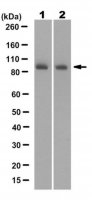 Anti-PI3 Kinase Antibody, p85 Antibody, N-SH3 Antibody, clone 1D5.1 