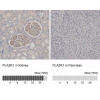Anti-PLA2R1 antibody produced in rabbit 