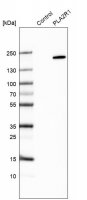 Anti-PLA2R1 antibody produced in rabbit