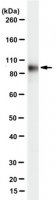 Anti-Plakophilin-3 Antibody, clone 7F6 