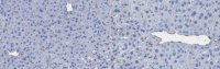 Anti-PLVAP Antibody, clone MECA-32 