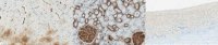 Anti-PMCA4b Antibody, clone JA3 