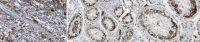 Anti-Podoplanin Antibody, clone LpMab-12 