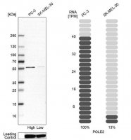 Anti-POLE2 antibody produced in rabbit 