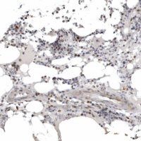 Anti-POLE2 antibody produced in rabbit 