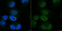 Anti-POLR2A Antibody, clone 1F5 