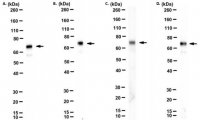 Anti-POT1 Antibody, clone 43B7 
