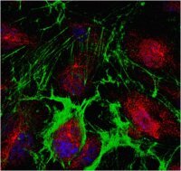Anti-PPAR-gamma Antibody 