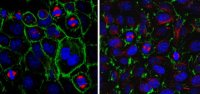 Anti-PPAR-gamma Antibody 