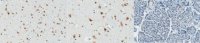 Anti-PQBP1 Antibody, clone 7A1.1 