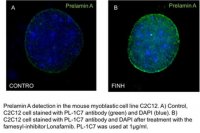 Anti-prelamin A Antibody, clone PL-1C7 