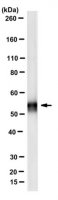 Anti-Properdin Antibody, clone 3A3E1 