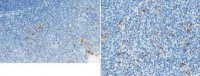 Anti-Properdin Antibody, clone 6E11A4 