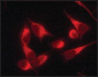 Anti-Protein Disulfide Isomerase (DL-11) antibody produced in rabbit 