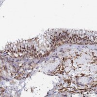 Anti-PRRT4 antibody produced in rabbit 