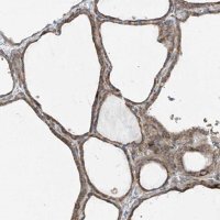 Anti-PUM2 antibody produced in rabbit 