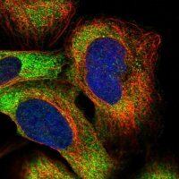 Anti-PUM2 antibody produced in rabbit 