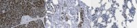 Anti-R-Spondin 2 Antibody, clone 14C7.1 