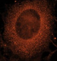 Anti-Rab21 (C-terminal) antibody produced in rabbit 