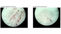 Anti-Rabies virus Antibody, clone 802 