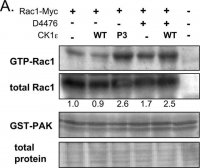 Anti-Rac1 Antibody, clone 23A8 