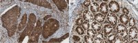Anti-RAMP1 Antibody, clone 4F8.1 