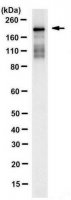 Anti-REST Antibody, clone 2D9.1