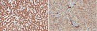 Anti-Retinal Dehydrogenase 1/ALDH1A1 Antibody, clone 16B4.2 