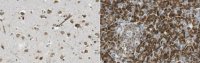 Anti-RGS2 Antibody, clone 9D9.1 