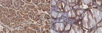 Anti-RKIP Antibody, clone 4A11 