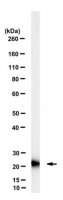 Anti-RKIP Antibody, clone 7F12 