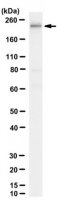 Anti-RNA Polymerase II Antibody, CTD Antibody, clone 8WG16 