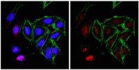 Anti-RNA polymerase II subunit B1 Antibody, clone 4F8