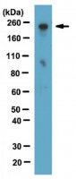 Anti-RNA polymerase II subunit B1 Antibody, clone 4F8