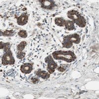 Anti-RPL23 antibody produced in rabbit 