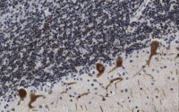 Anti-SALL2 Antibody, clone 2B9.1 