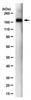 Anti-SARS-CoV-1/2 S Protein Antibody, clone 2B3E5 ZooMAb� Mouse Monoclonal 
