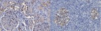 Anti-SAV1 Antibody, clone 3A1.1 